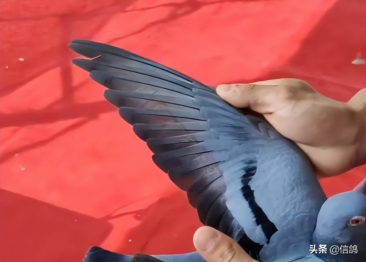 CS2明星选手受伤退赛,引发热议 CS2明星选手受伤退赛,引发热议