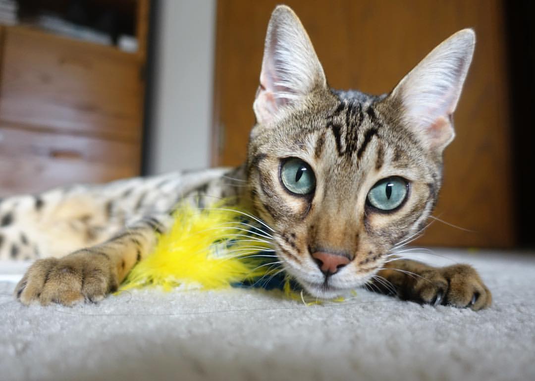 定海神针乔治一箭定江山，雄鹿摧枯拉朽速胜灰熊