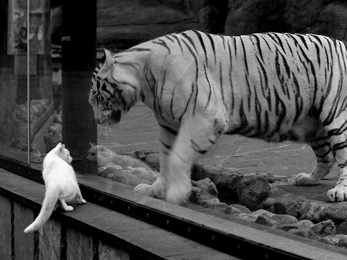 新王当立！猛龙窒息锁链压制快船，文班亚马关键时刻一攻一防定江山