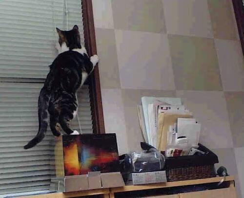 南十字星照亮的蓝白旗帜,当澳大利亚精神征服欧冠之夜