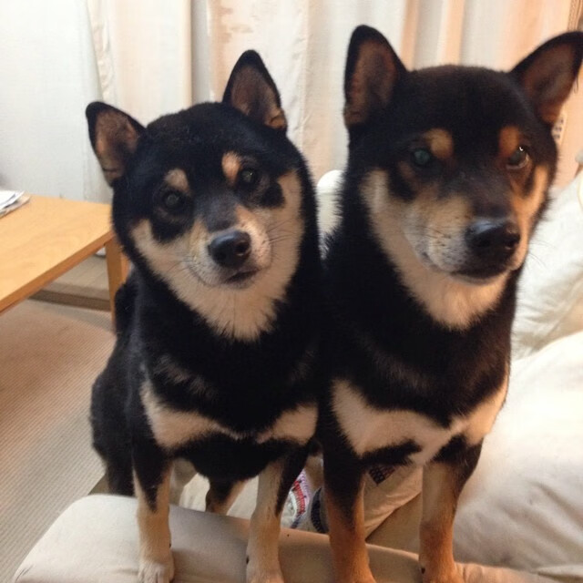 一场比赛,两种视角,山西队拿走胜利,米切尔带走所有聚光灯