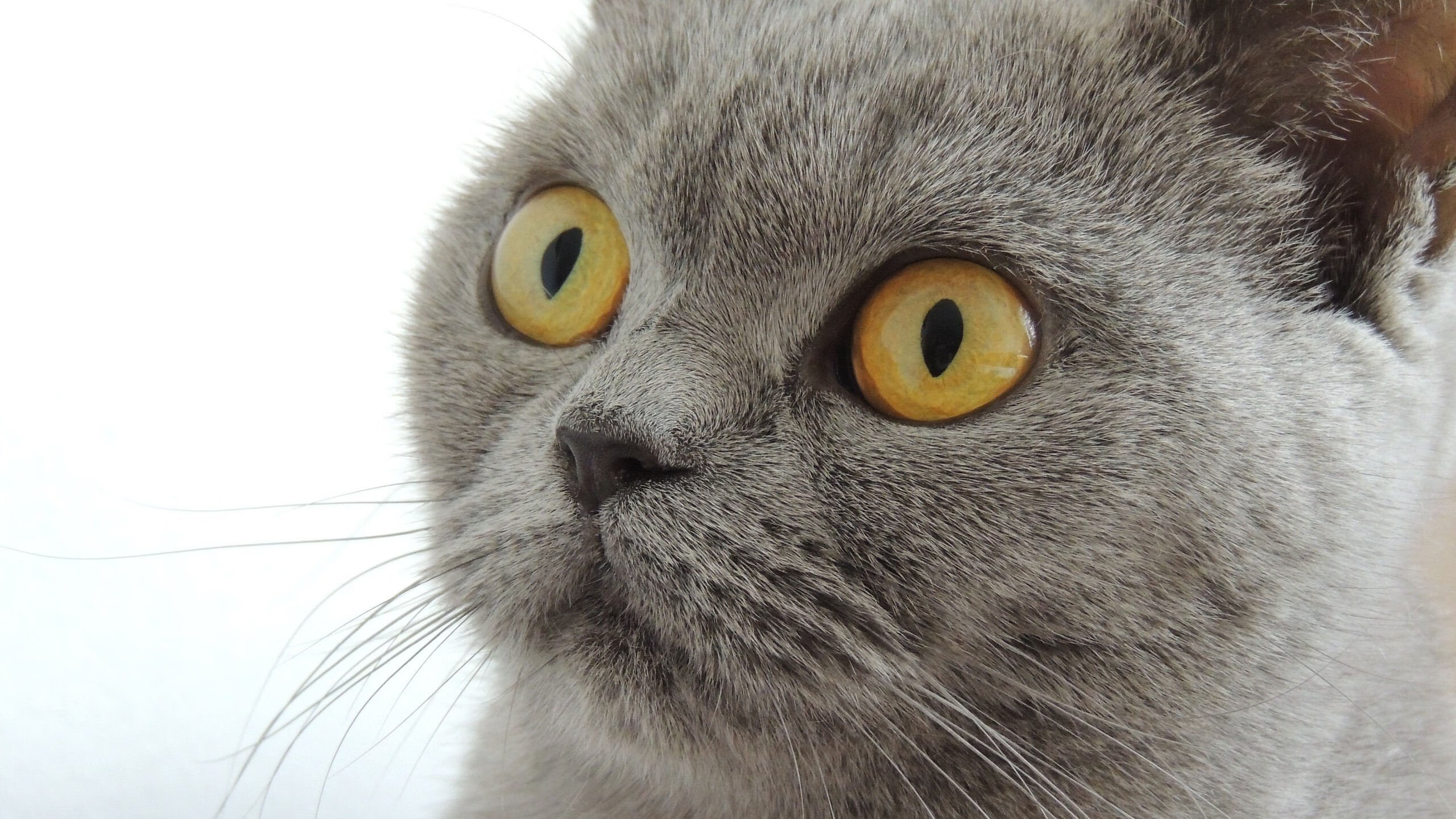 魔法单节降临，贝恩引领魔术撕裂山西防线