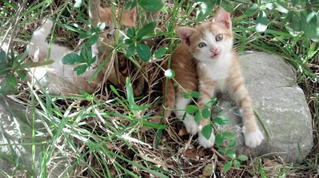 时间的盗贼，太阳如何从休斯顿偷走一场胜利，以及一个可能的未来