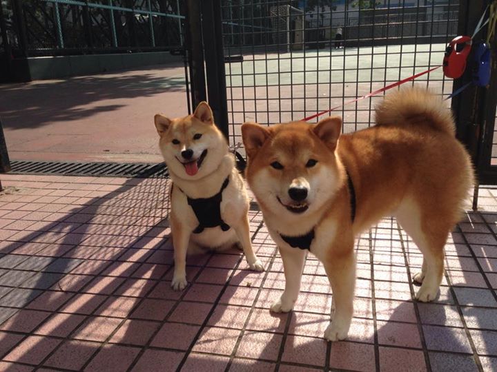 宿命的循环，当塔图姆再次横亘于多伦多之巅