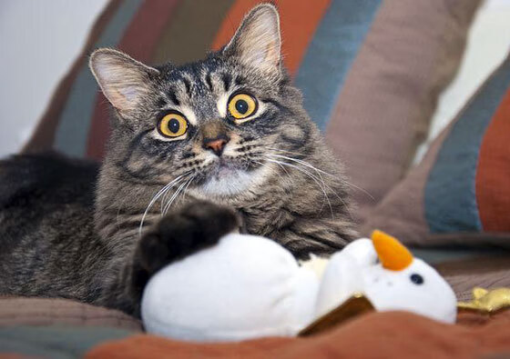 赛场化为旷野，侠客孤身破紫禁，莫兰特绝境时刻撕裂北京队铁壁