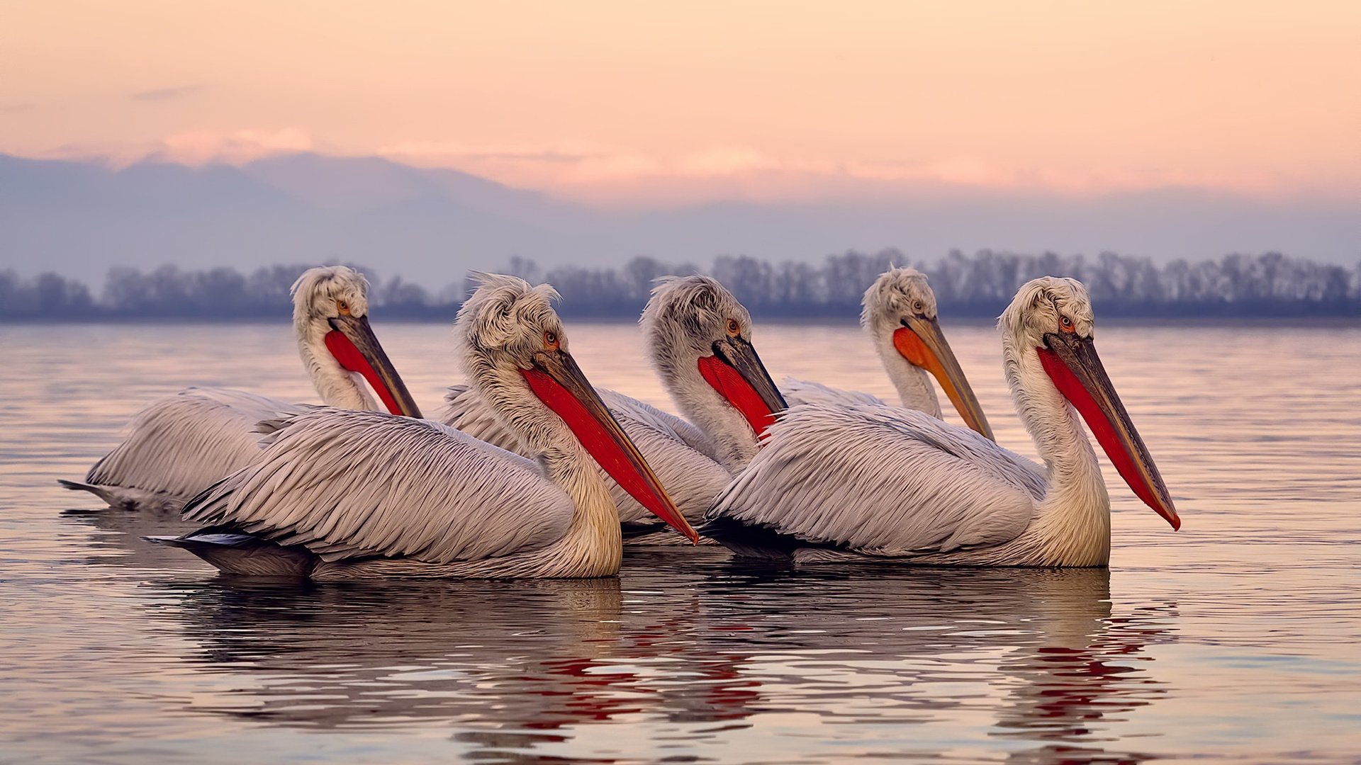 篮球平行宇宙，森林狼铁血啃下硬仗，西亚卡姆跨海接管欧冠之夜