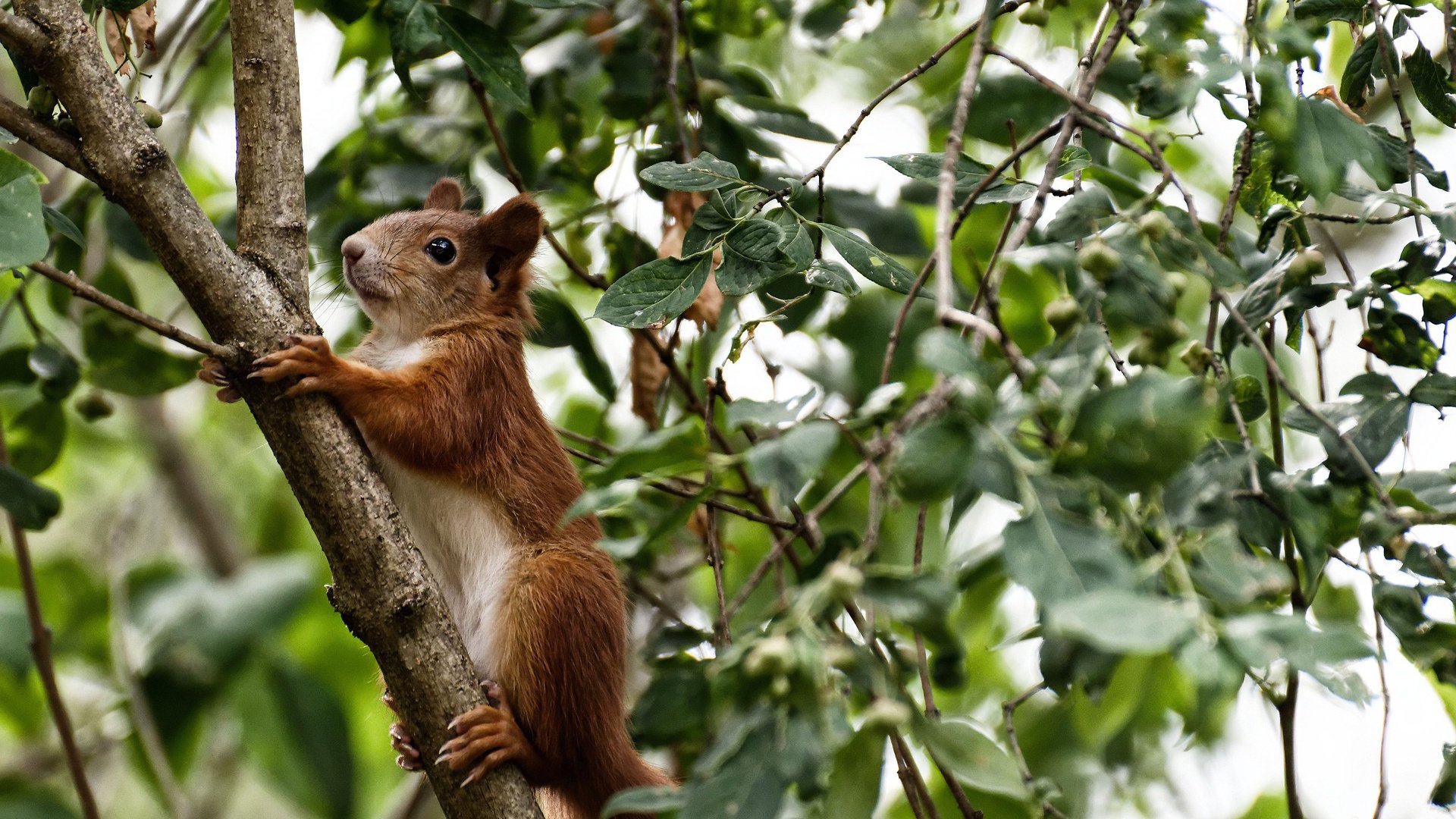 卡瓦哈尔爆发引领胜利，美国队防守铁壁锁死加拿大晋级之路