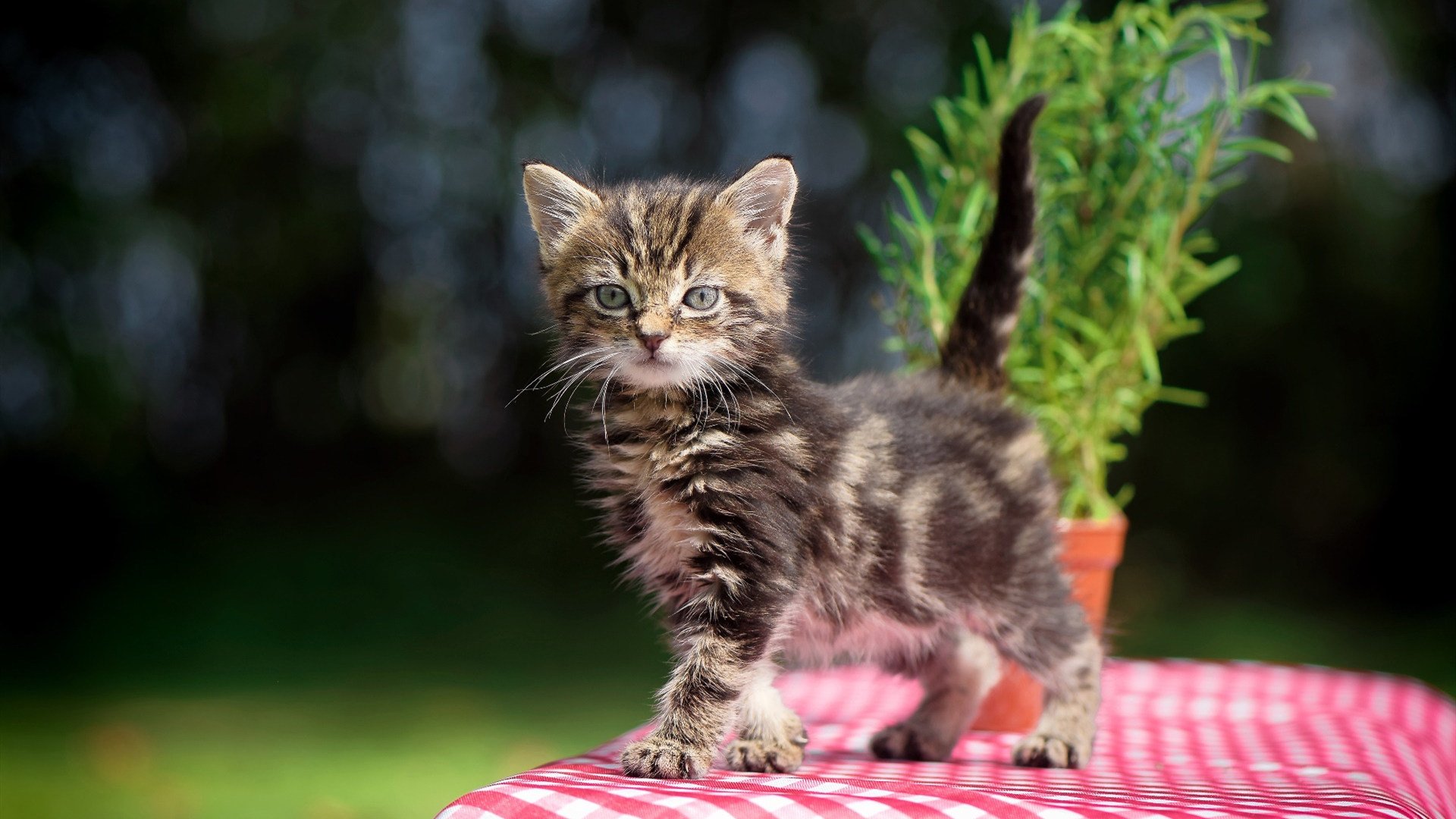范弗利特39分传奇，惊艳四座的表演，唯快船是最终赢家