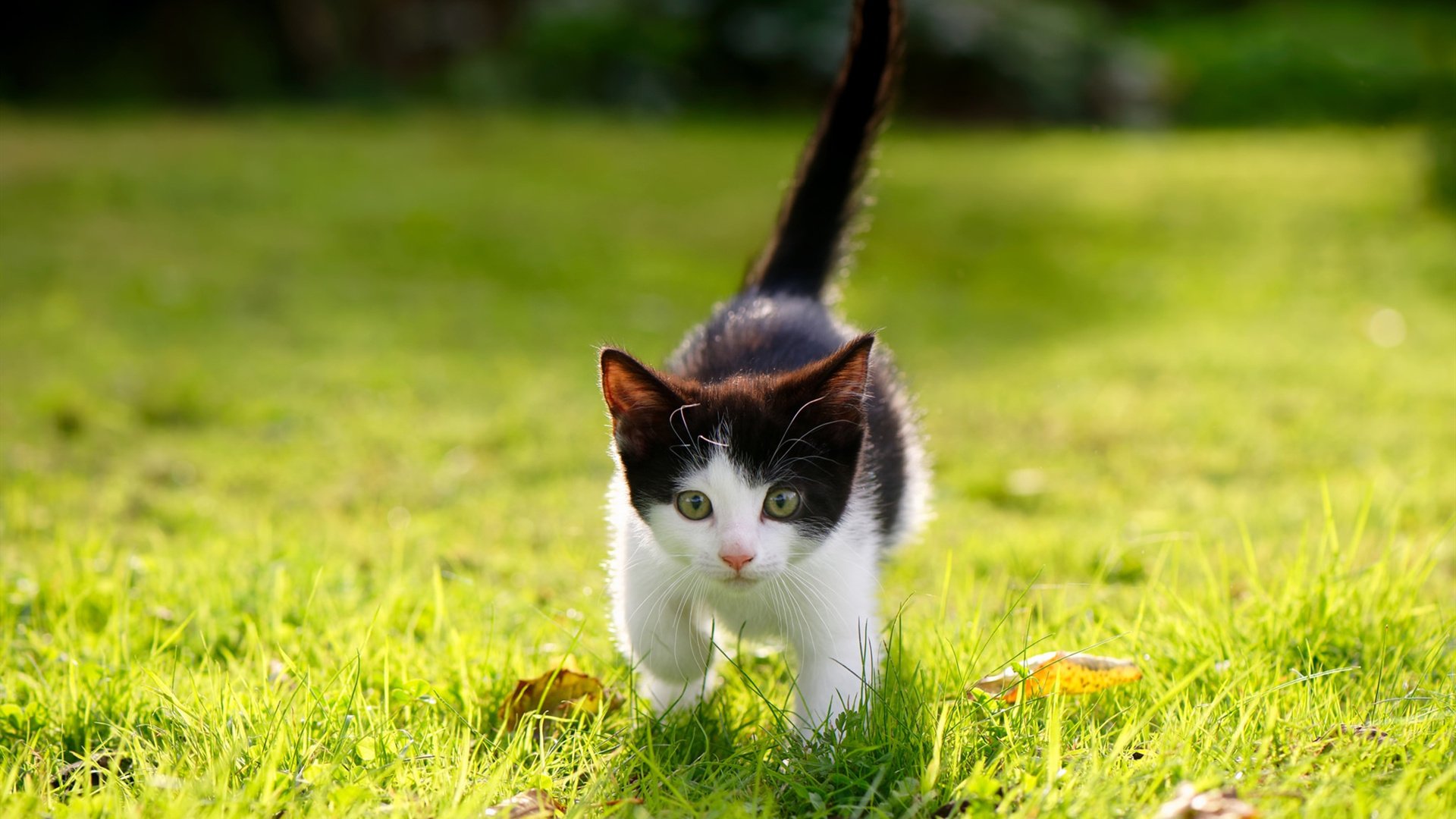 王者破茧!卡拉斯科数据全面制霸,伯纳乌之夜见证最全能版本