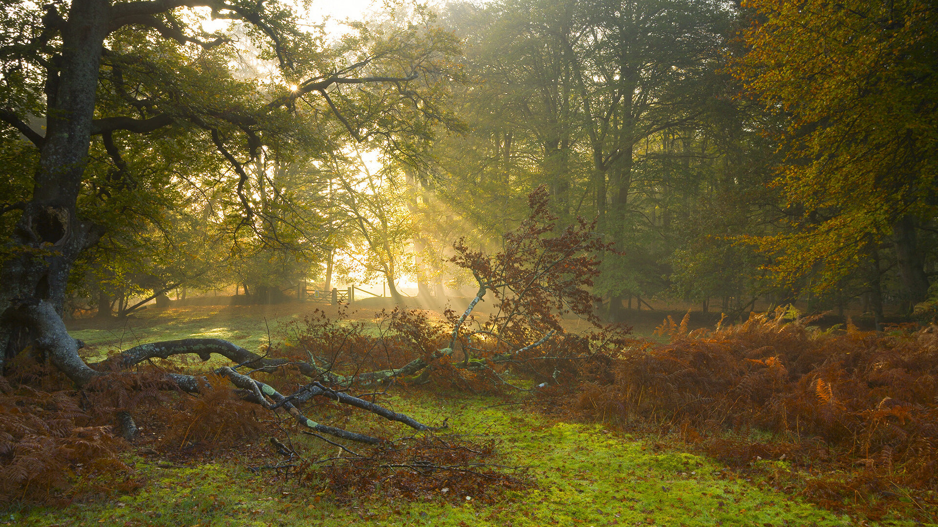 当库里空降CBA,上海队决胜局的神奇夜