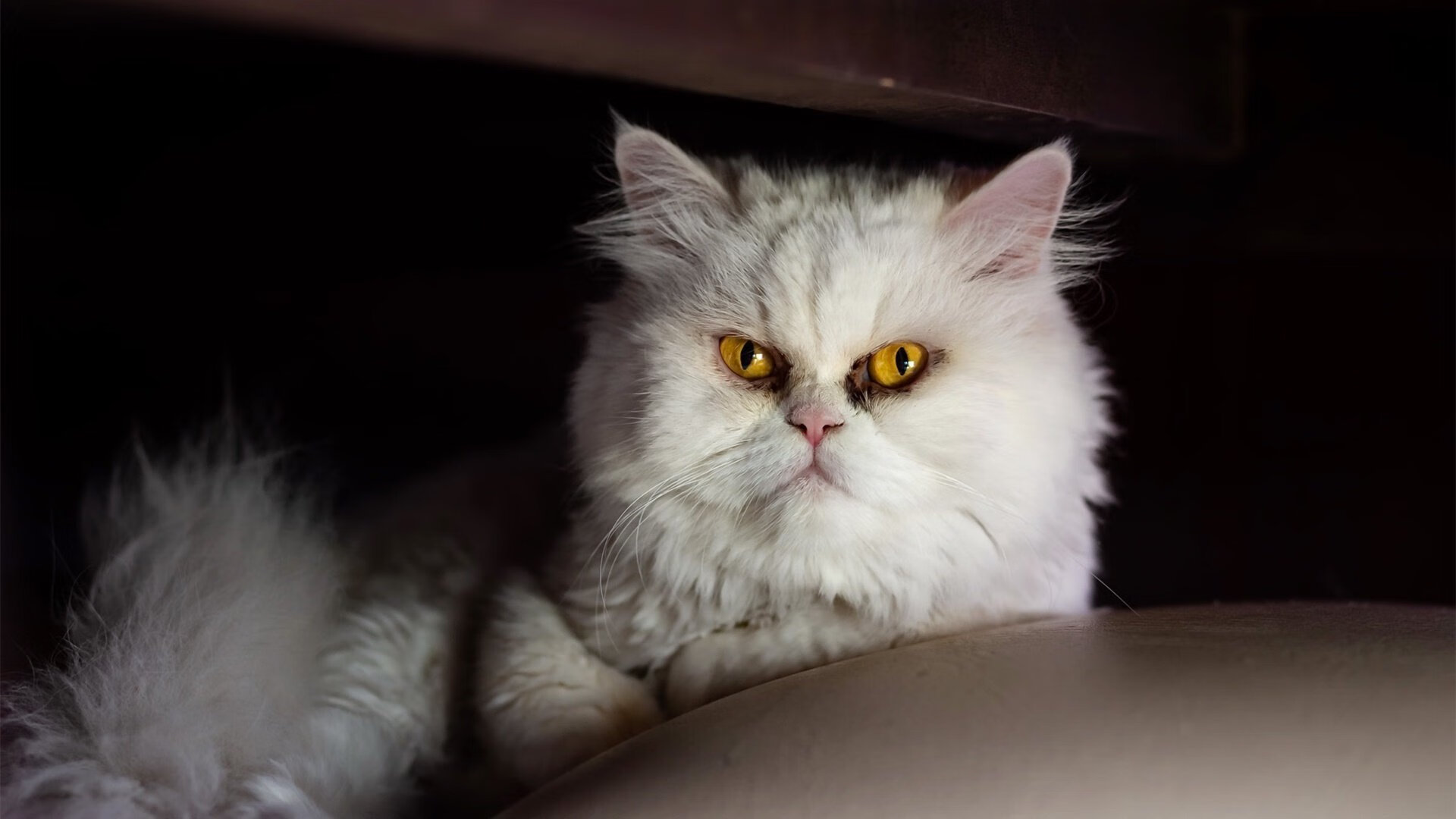 金色手套的指挥家,奥纳纳用神扑谱写的焦点战交响曲