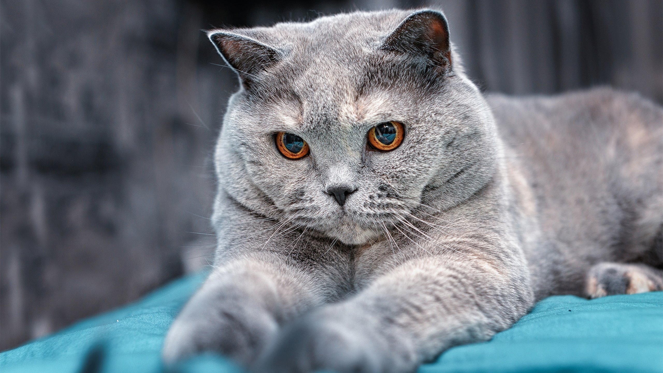 场域不同,法则相通,从尼克斯终结火箭到杜兰特英超接管比赛—绝对天赋的强行终结时刻