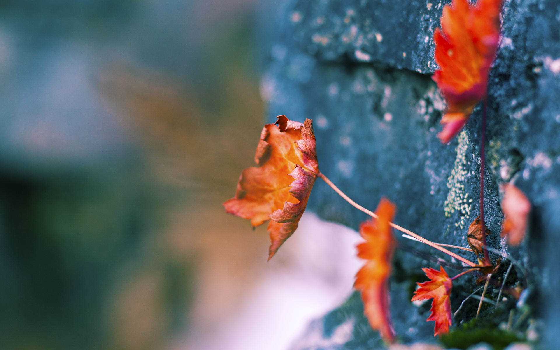 终结者之夜!巴黎铁血闯关,斯坦福桥见证新王加冕