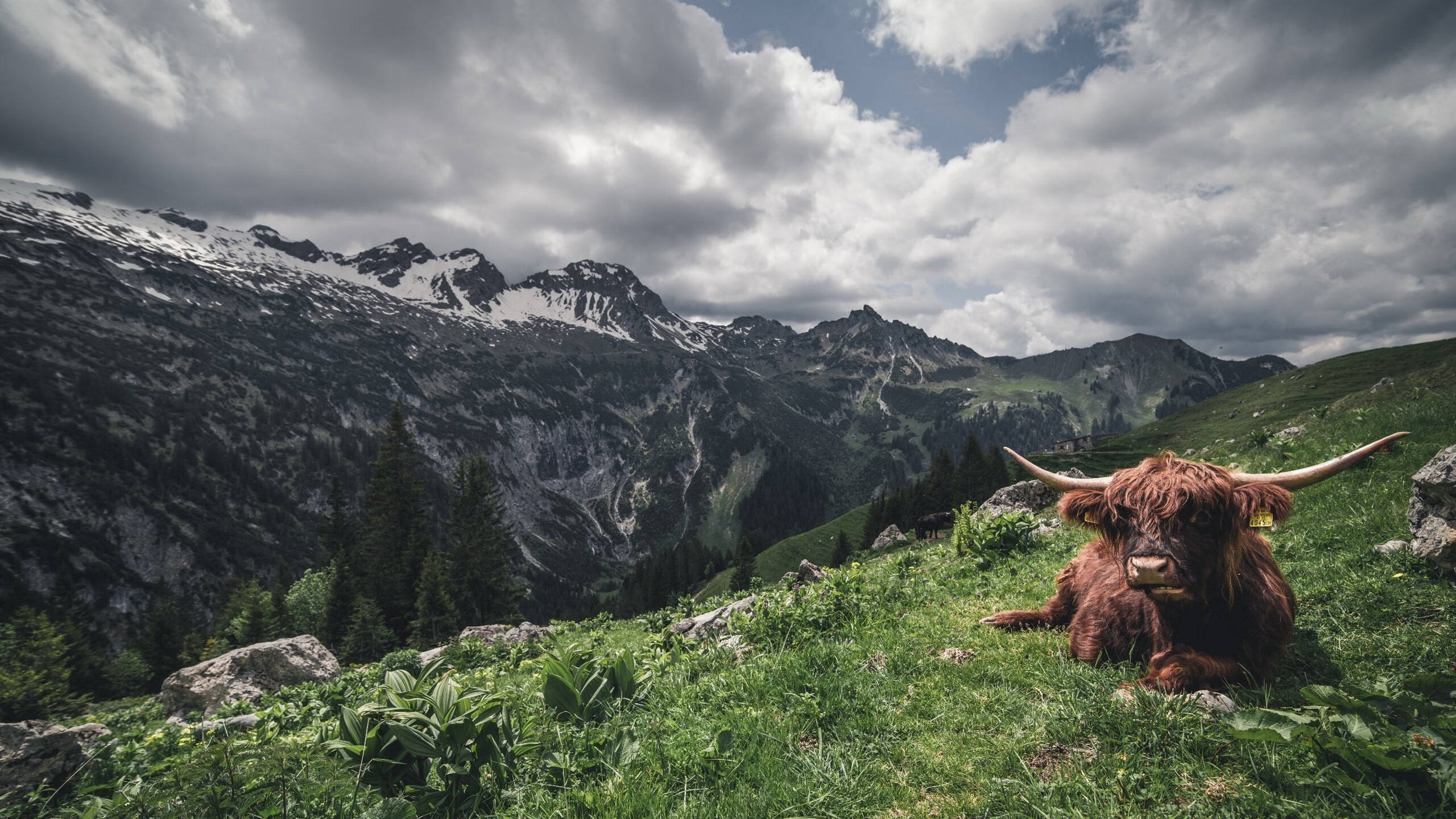 唯一的变量,当摩纳哥对阵亚特兰大的方程式,被迪马利亚彻底重写