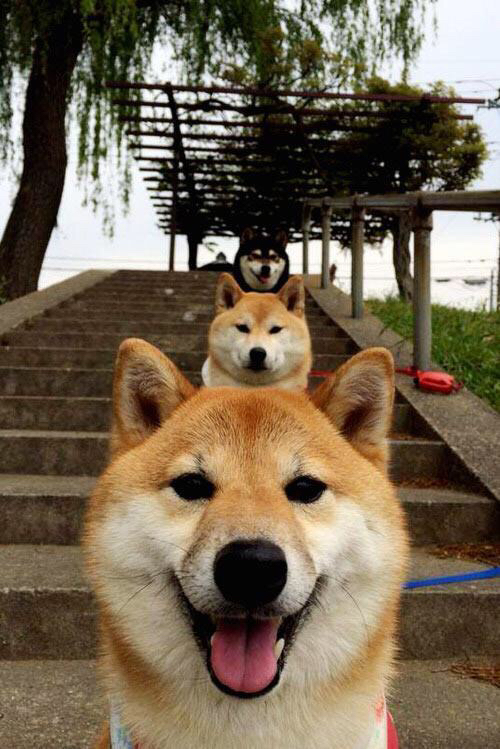 天使之刃，迪马利亚一锤定音，荷兰郁金香终凋零于关键瞬间