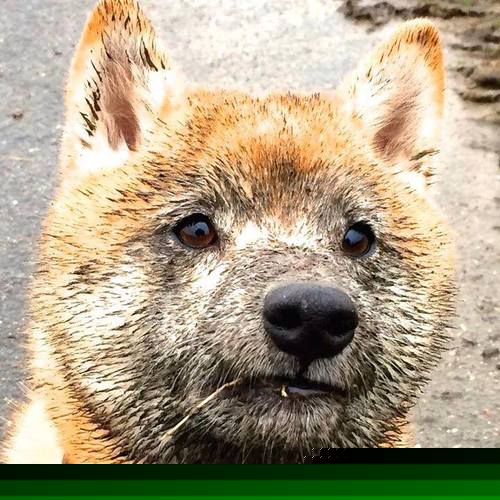 赛道与草皮，从阿拉巴的极速统治到巴西的争冠之心