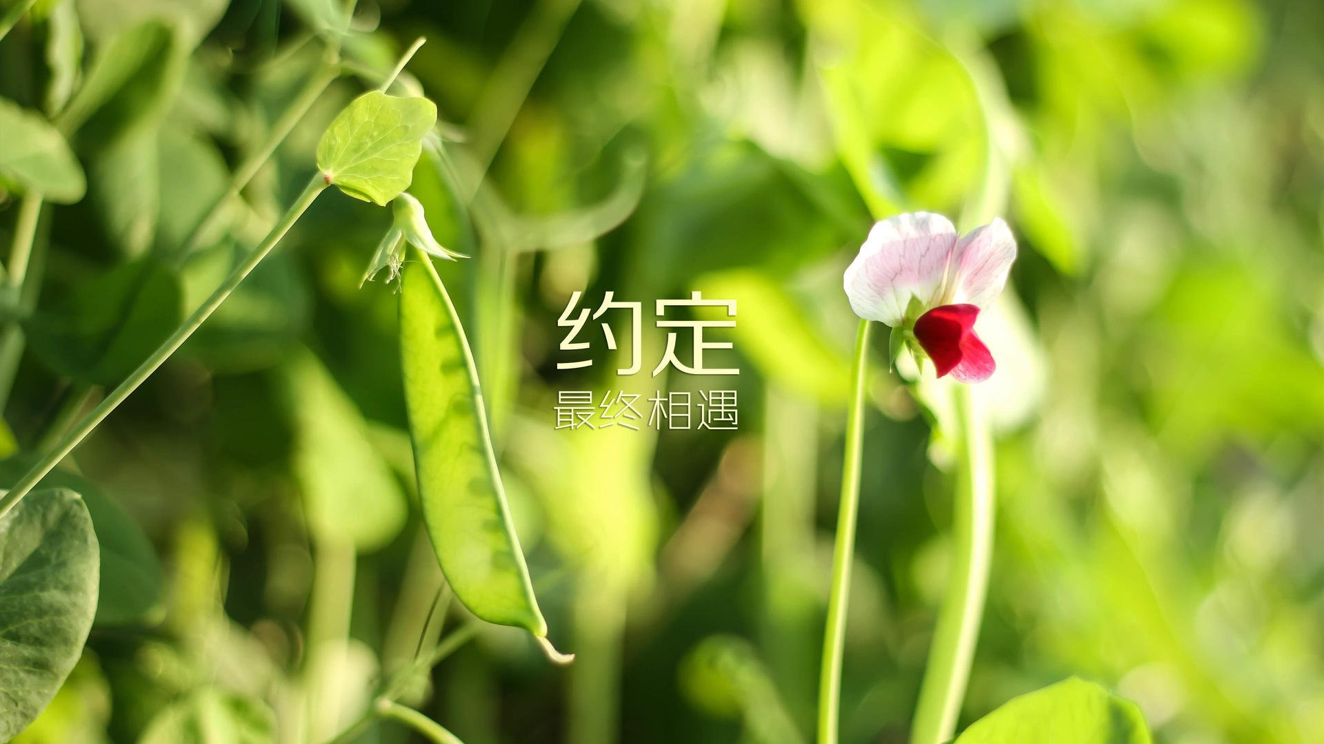 新秩序，当迦太基之光超越日耳曼战车—登贝莱的觉醒与2026世界杯的范式转变